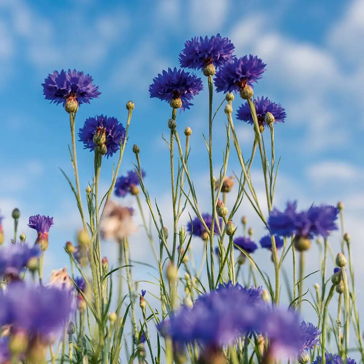 Dvofazni odstranjivač šminke za područje oko očiju