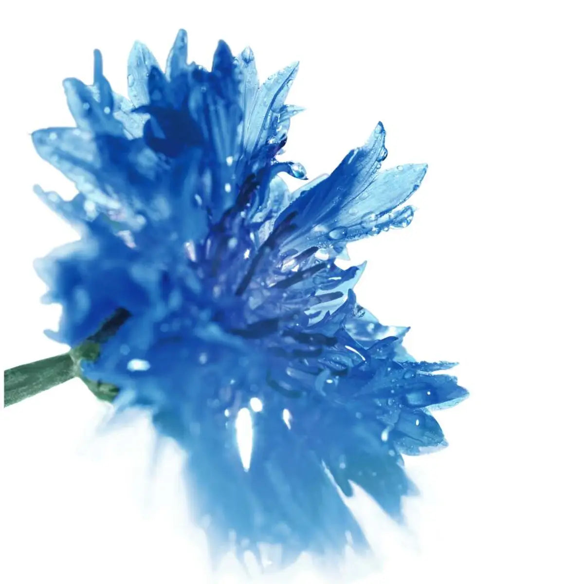 Maskara Intense Métamorphose crna